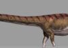 Patagotitan mayorum: el dinosaurio más grande del mundo es de Sudamérica dinosaurio más grande del mundo