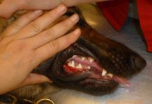 Peligros de antiinflamatorios y analgésicos en perros y gatos antiinflamatorios y analgésicos en perros y gatos