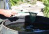 Dengue, el castigo de Sísifo en Paraguay dengue en Paraguay