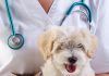 Cómo combatir con lomustina el cáncer en perros y gatos lomustina perros gatos