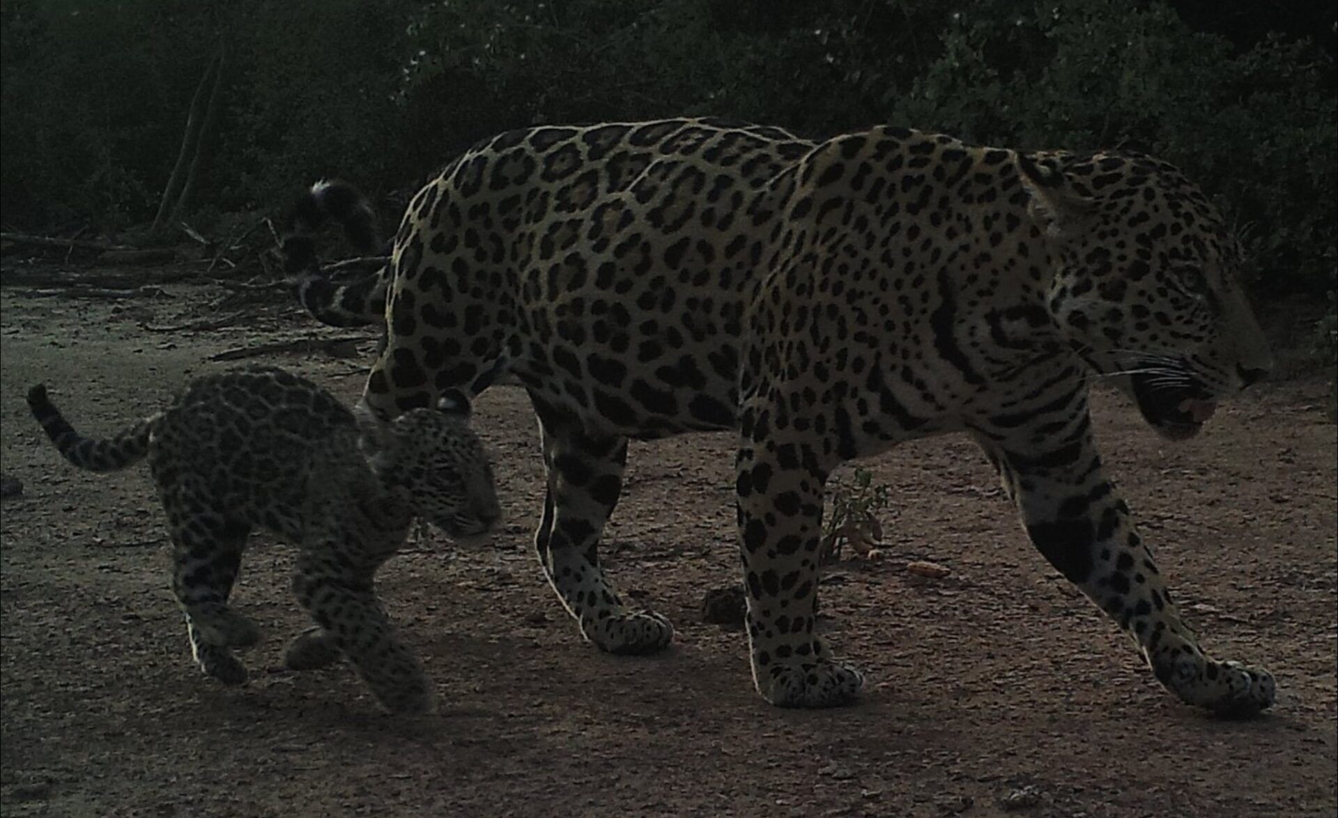 Yaguareté, taguá, aguará guazú y tatú carreta están vulnerables o en peligro de extinción