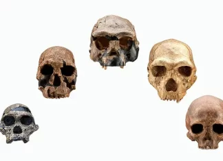 Organizan inédito taller sobre la evolución humana