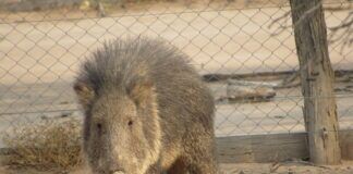 La otra Guerra del Chaco: los taguás luchan contra su extinción en el siglo XXI