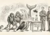 La cultura animal sí existe cultura animal sí existe