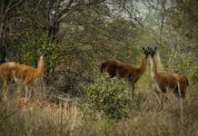 La fiebre extractivista que amenaza los Médanos del Chaco