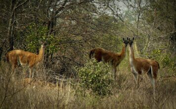 La fiebre extractivista que amenaza los Médanos del Chaco