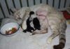 Mitos acerca de la castración de mascotas castración de mascotas