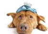 ¿Por qué vomita mi perro? ¿Por qué vomita mi perro?