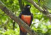 «Hay 700 especies de aves en Paraguay: debemos conservarlas» especies aves paraguay