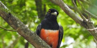 «Hay 700 especies de aves en Paraguay: debemos conservarlas» especies aves paraguay