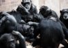 Cooperación, base de la evolución de la sociedad humana evolución de la sociedad humana