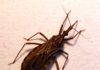 La enfermedad de Chagas todavía afecta a América Latina enfermedad de chagas