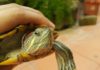 Las tortugas y la salmonelosis salmonelosis