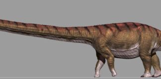 Patagotitan mayorum: el dinosaurio más grande del mundo es de Sudamérica dinosaurio más grande del mundo