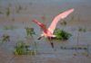 Observar aves para conservarlas observar aves