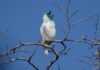 Deforestación en Paraguay: sin el árbol tampoco hay pájaro campana deforestación en paraguay