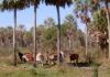La biodiversidad del Gran Chaco en grave peligro biodiversidad del gran chaco