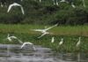 Conservar con ciencia: BirdLife, la mayor alianza del mundo por las aves Fotografías: Antonio Schica