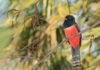 Observación de aves en Asunción para toda la familia Fotografías: Antonio Schica