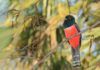Varias aves del Paraguay, acervo natural y motivador cultural, están en riesgo de desaparecer