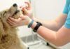 Quimioterapia en mascotas: ¿Tan tóxica como creemos? quimioterapia en mascotas