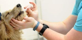 Quimioterapia en mascotas: ¿Tan tóxica como creemos? quimioterapia en mascotas