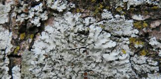 Líquenes, bioindicadores de contaminación por excelencia líquenes bioindicadores