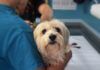 Investigar el cáncer de mascotas, una necesidad científica y moral investigar cáncer mascotas