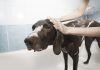 ¿Cómo cuidar a nuestras mascotas según la ciencia? cuidado mascotas ciencia