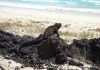 Investigador de Paraguay visita las antiguas islas que inspiraron a Darwin