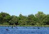 Arranca en Paraguay el Foro Sudamericano de Conservación de la UICN