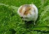 Cómo tener un hámster en casa hamster cuidados