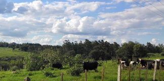 ¿Qué beneficios productivos y ambientales tiene el Pastoreo Racional Voisin?