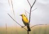 Investigadores paraguayos sugieren mejorar protección de áreas para aves de pastizal