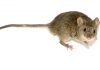 Crean una base de datos completa sobre especies de mamíferos exóticos de la Región Neotropical