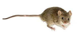 Crean una base de datos completa sobre especies de mamíferos exóticos de la Región Neotropical