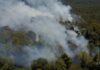 “La pérdida de biodiversidad en Paraguay es cuantiosa, pero no podemos hacer estimaciones exactas”