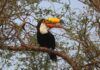 Guyra invita a la primera Biomaratón de Paraguay para registrar la biodiversidad