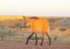 Pérdida de hábitat y cacería ilegal amenazan a varias especies de animales en Paraguay