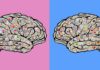 ¿Los hombres y las mujeres actuamos diferente porque tenemos biologías diferentes? nadie nace en un cuerpo equivocado