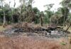 Paraguay pierde bosques de la Reserva para Parque Nacional San Rafael (Tekoha Guasu) por la inacción de las autoridades nacionales