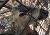 ¿Por qué no debemos tener animales silvestres en cautiverio? animales silvestres en cautiverio