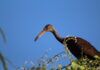 Observación de aves de Asunción para niñas, niños y adolescentes observación aves Asunción