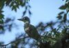 Taller de Aves de Asunción para niñas, niños y adolescentes