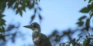 Taller de Aves de Asunción para niñas, niños y adolescentes