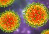 ¿Qué se sabe del nuevo virus Langya identificado en China? imagen del nuevo virus Langya China