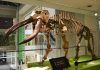 De huellas de dinosaurio a caparazones, ¿qué estudia la paleontología en Paraguay? fósil de Stegomastodon en Santiago del Estero, Argentina