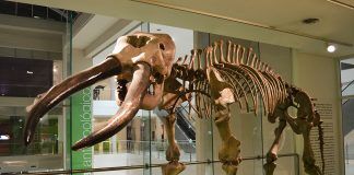 De huellas de dinosaurio a caparazones, ¿qué estudia la paleontología en Paraguay? fósil de Stegomastodon en Santiago del Estero, Argentina