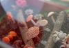 Fungi, el reino en descuido que está más presente de lo que imaginamos Fungi Paraguay, maqueta de hongos