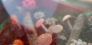 Fungi, el reino en descuido que está más presente de lo que imaginamos Fungi Paraguay, maqueta de hongos